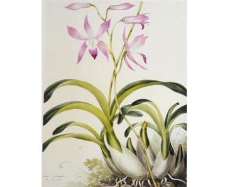 After Samuel Holden, Orchid, reproduction colour print, 36cm x 27cm; three others from the V &amp; A Series, and a set of fou