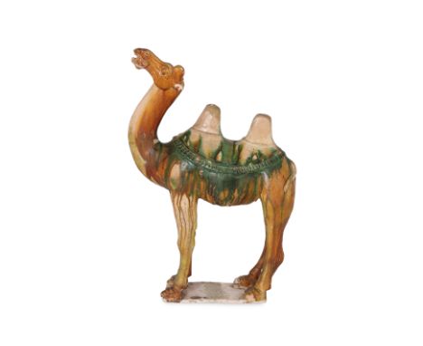 A SANCAI GLAZED POTTERY MODEL OF A BACTRIAN CAMEL
Probably Tang dynasty, modelled standing with neck arched and head tilted u