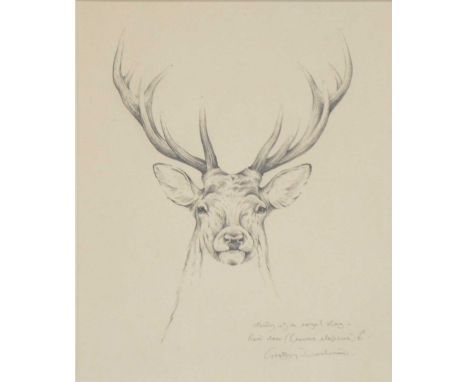 Geoffrey Dashwood,Study for a Royal Stag,pencil drawing,24x19cmand a limited edition print, Fallow Buck, signed and numbered.