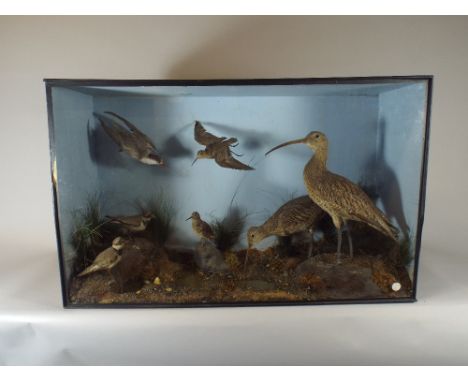 A Late 19th Century Cased Taxidermy Diorama Depicting Seven Species of Bird Including Curlew, Two Ring Necked Plovers and a T