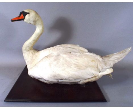 A Taxidermy Study of a Female Mute Swan Complete with Ring History from the British Trust for Ornithology. 