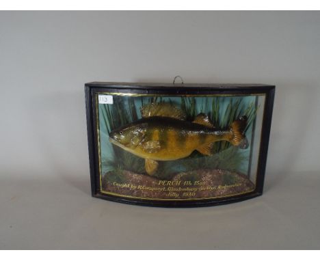 A Taxidermy Study of a Perch in Naturalistic Setting and Contained in a Bow Fronted Case. The Front Glass Inscribed Perch 1lb