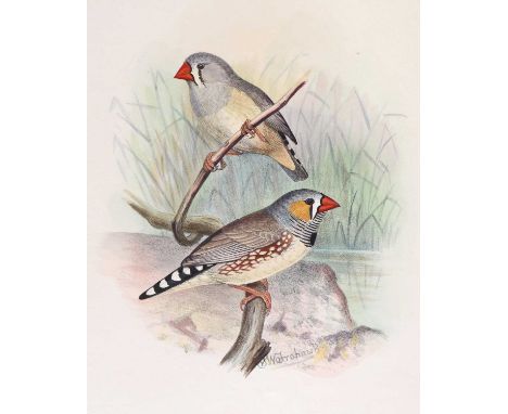 Butler (Arthur G.).Foreign Finches in Captivity.L. Reeve, 1894, quarto, [vi], viii, 332 pages, sixty hand-coloured plates aft
