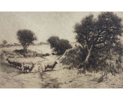 Thomas Barrett (Staithes Group 1845-1924): Sheep Grazing, etching signed in pencil 8cm x 13cm 