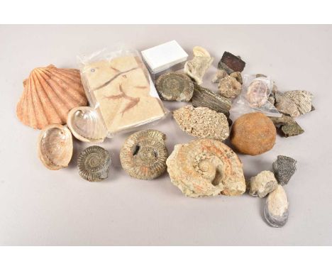 A collection of fossils, to include ammonites, a broken fish fossil slab, and more, together with a small selection of shells