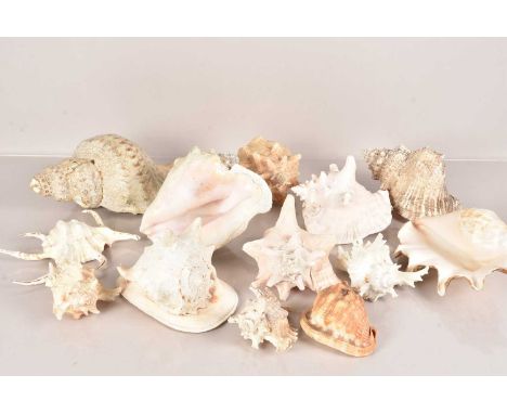 A collection of large Sea Shells, to include Pink Queen Conch (Strombus Gigas), Spider Conch (Lambis Lambis) and more the lar