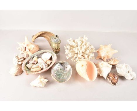 A selection of Sea Shells and Corals, including Conch, Abalone, Lambis Lambis, Dephinula, Cowrie and more (parcel)