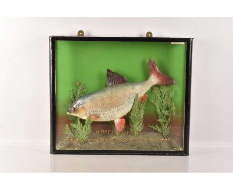 Taxidermy, Roach (Rutilus Rutilus), 3lbs 11ozs, Killed by Cormorant, Farmoor I Reservoir, 1982, with taxidermist label to the