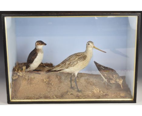 19th / 20thC taxidermy study of a Little Auk, Bar Tailed Godwit and Turnstone, with label E C Saunders, Great Yarmouth, in gl