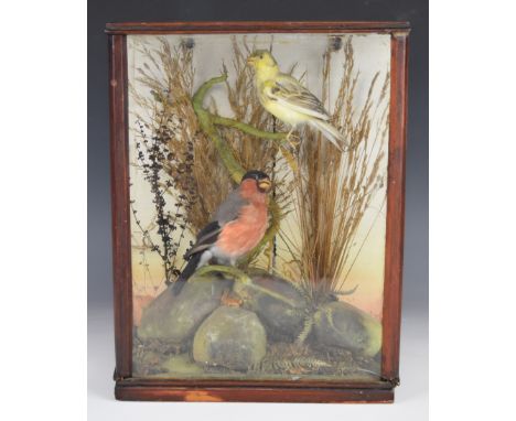 Taxidermy study of finches in a canted glazed case, W29 x D14 x H34cm