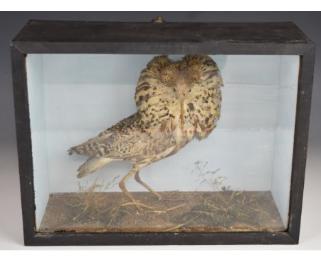 Late 19th / 20thC taxidermy study of a ruff, in glazed case, W37 x D15 x H28cm