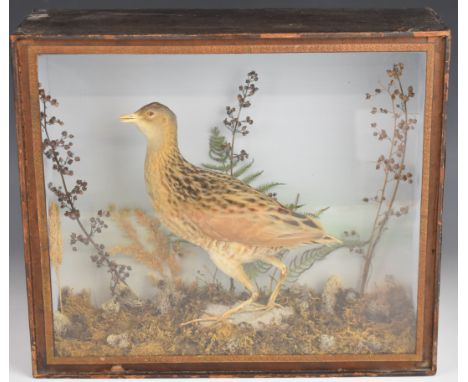 Late 19th / 20thC taxidermy study of a corncrake, in glazed case, W37 x D13 x H32cm