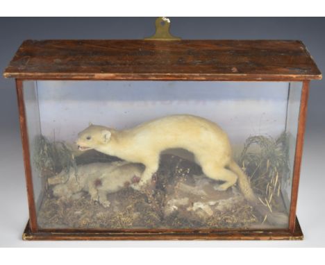 Taxidermy study of a stoat in winter coat with prey, in glazed case, W37 x D13 x H14cm