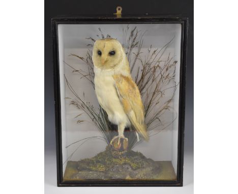 Late 19th / early 20thC taxidermy study of an adult Barn Owl, in glazed case with label verso 'E Allen and Co, Bird, Fish and