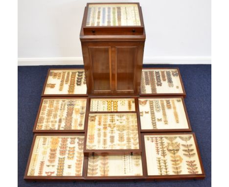 Large Victorian / Edwardian annotated taxidermy butterfly and moth collection in ten drawer taxidermy / collector's mahogany 