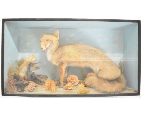 19th / 20thC taxidermy study of a fox and red squirrel, in glazed case W93 x D27 x H51.5cm