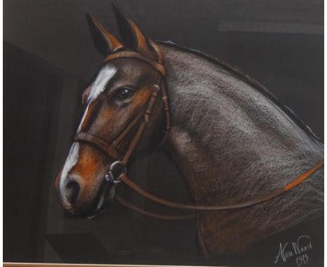 Portrait of a Horse, 20th century pastel signed and dated 1979 by Alan Ward 48cm x 58cm 