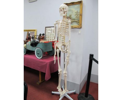 Skeleton Schools/Students Human in Plastic, on five star stand, the skull is removable, as new.