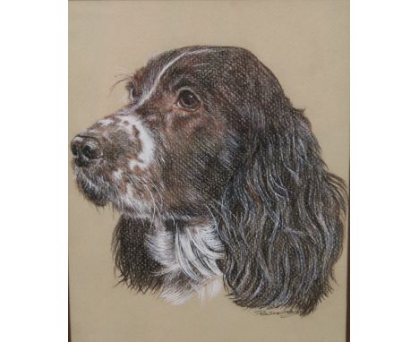 A Portrait of a Spaniel, watercolour, signed PAULINE HENRY, framed and glazed. 19 x 24 cm.