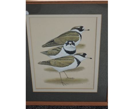 Crank, (contemporary), a watercolour, Ring Plover, signed bottom right, 34 x 24cm, double mounted framed and glazed, 50 x 40c