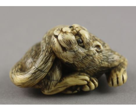 NETSUKE LIEGENDER TIGER, Elfenbein, Augen schwarzes Horn, auf seinen Hinterpfoten liegend schaut das große Tier nach hinten, 