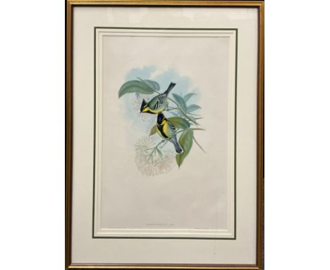 John Gould (1804-1881), and H. C. Richter, by and after, Parus jerdoni, coloured lithograph, Hullmandel &amp; Walton Imp., 52