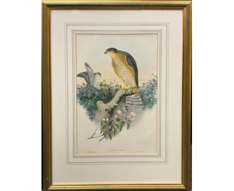 J. Wolf and H. C. Richter, by, and after Gould, Accipitor Nicus, Sparrow Hawk, coloured lithograph, plate from ‘The Birds of 