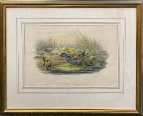 J. Wolf and H. C. Richter, by, and after Gould, Porzana pygmæa, coloured lithograph, plate from ‘The Birds of Great Britain’,