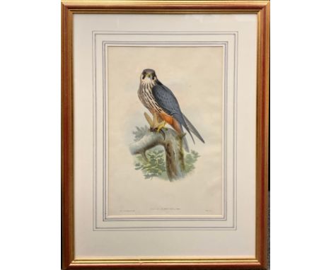 J. Wolf and H. C. Richter, by, after Gould, Falco Subbuteo, Hobby, coloured lithograph, plate from ‘The Birds of Great Britai