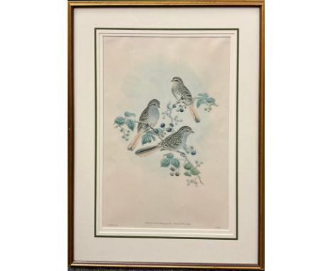 John Gould (1804-1881), and W. Hart, by and after, Urocynchramus pylzowi, Przevalski’s Finch, coloured lithograph, Walter Imp