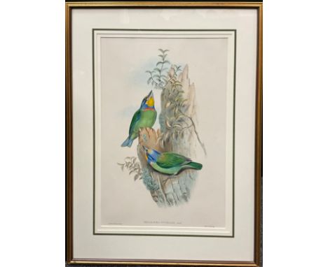 John Gould (1804-1881), and H. C. Richter, by and after, Megalæma nuchalis, Gould, Embroidered Barbet, from The Birds of Asia