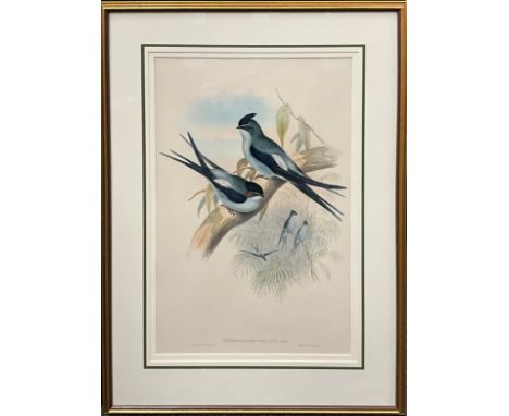 John Gould (1804-1881), and H. C. Richter, by and after, Dendrochelidon Wallacei, Wallace’s Tree Swift, coloured lithograph, 