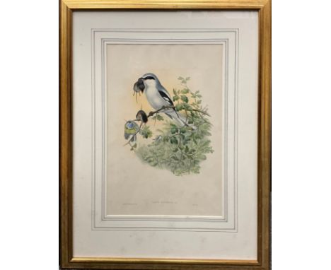 J. Wolf and H. C. Richter, by, and after Gould, Lanius excubitor, Great Grey Shrike, coloured lithograph, plate from ‘The Bir