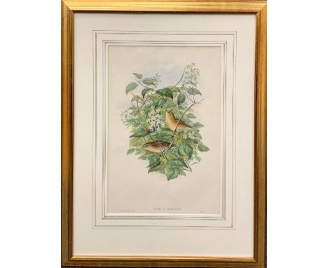 J. Wolf and H. C. Richter, by, and after Gould, Curruca hortensis, coloured lithograph, plate from ‘The Birds of Great Britai