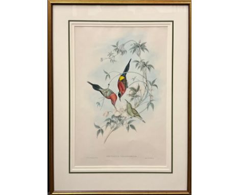 John Gould (1804-1881), and H. C. Richter, by and after, Nectarinia goalpariensis, Fiery-tailed Sunbird, coloured lithograph,