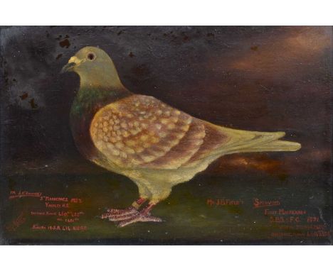 Thomas Humpage, 19th/20th century, "Spearmint"&nbsp;Portrait of Mr J. O'Rourke's and Mr J.B. Field's racing pigeon, signed an