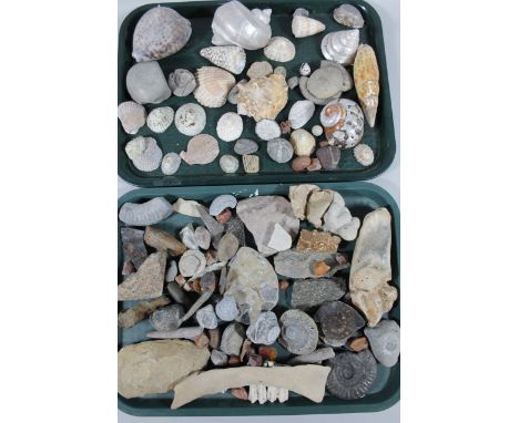 Various shells, nacre type, fossils, other shells, mother of pearl style. (a quantity)