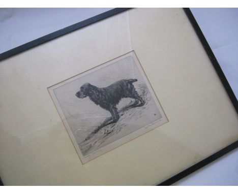LUCY DAWSON (1874-19540, sigd drypoint etching "Cocker Spaniel", approx 6" x 7 1/2", f/g  