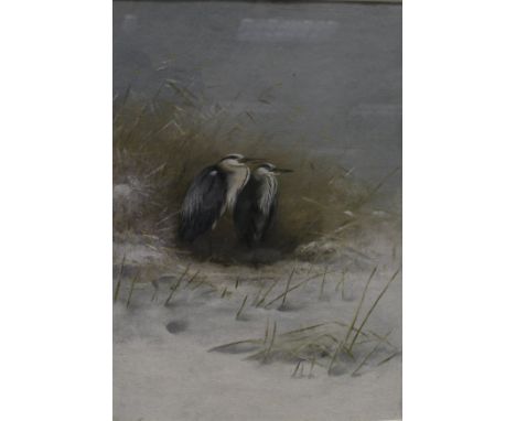 GEORGE EDWARD LODGE (1860-1954) "Herons huddled by a snowy reed bed", watercolour heightened with body colour and white, appa