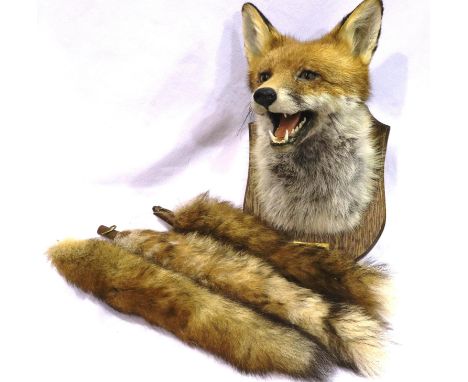 Taxidermy fox head on wooden base with plaque from Cheshire Hounds Lea Green Hall, and three fox tails with hook to base. P&a