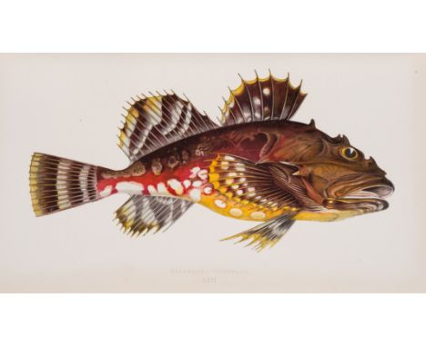 Couch (Jonathan) A History of the Fishes of the British Islands, 4 vol., first editions, 252 hand-coloured plates, tissue-gua