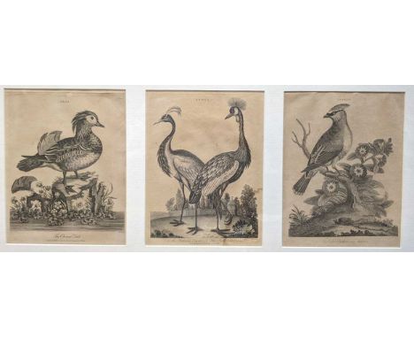 A collection of four naturalistic works; including, a print of plants, 18.5 x 14cm; study of a nest, watercolour on paper, 22