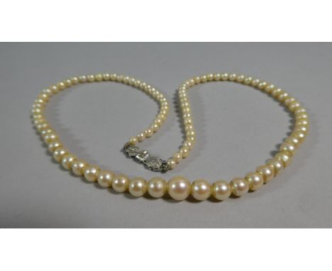A Pearl Necklace with diamond and White Metal Clasp