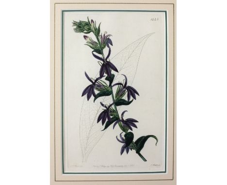 After J. HartA pair of attractive hand coloured floral Prints, published by J. Ridgeway, London, 1831, mounted and framed, ea