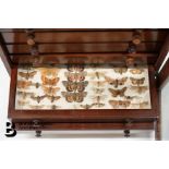 Large Collection of Butterflies, Moths and Other Insects in Collector's Cabinet