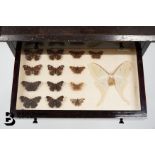 Cabinet of Moths and Butterflies