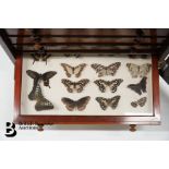 Cabinet of Butterflies and Moths