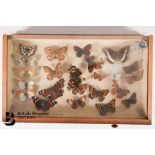 Small Collectors Cabinet of Butterflies and Moths