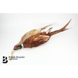 Taxidermy Pheasant Cock and Hen