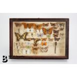 Frame of Butterflies, Dragonfly and Praying Mantis